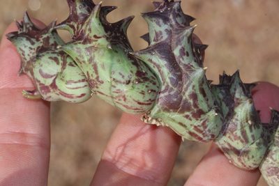Orbea namaquensis, photographed by Brian du Preez