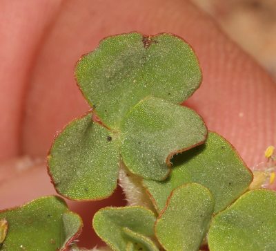 Oxalis pulchella, photographed by Brian du Preez