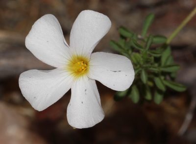 Oxalis campylorhiza, photographed by Brian du Preez