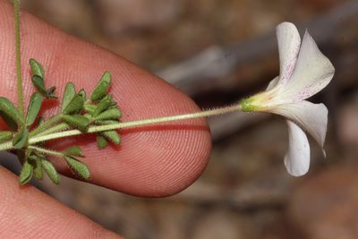 Oxalis campylorhiza, photographed by Brian du Preez