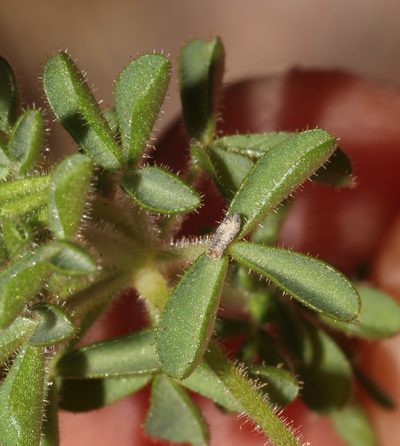 Oxalis campylorhiza, photographed by Brian du Preez