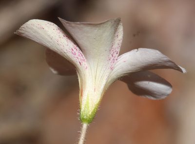 Oxalis campylorhiza, photographed by Brian du Preez