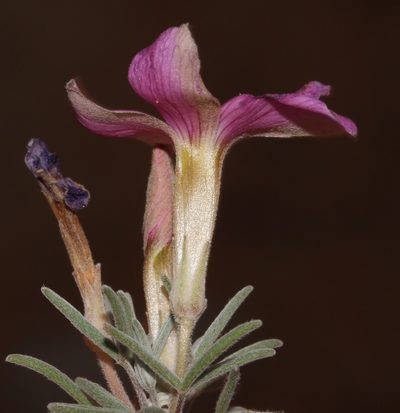 Oxalis exserta, photographed by Brian du Preez