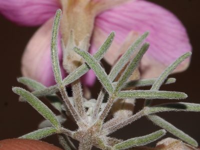 Oxalis exserta, photographed by Brian du Preez
