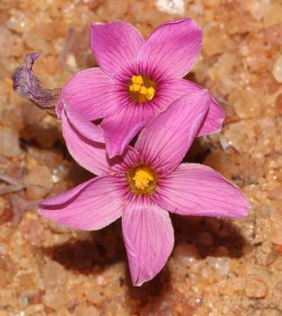 Oxalis exserta, photographed by Brian du Preez