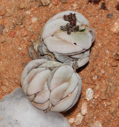 Crassula alstonii, photographed by Brian du Preez