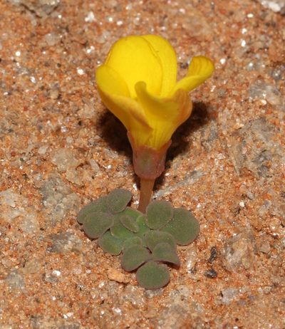 Oxalis bullulata, photographed by Brian du Preez