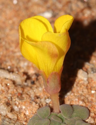 Oxalis bullulata, photographed by Brian du Preez