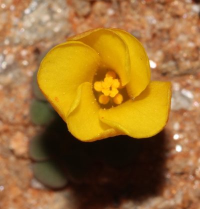 Oxalis bullulata, photographed by Brian du Preez