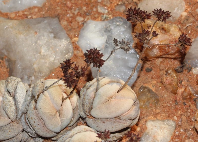 Crassula alstonii, photographed by Brian du Preez