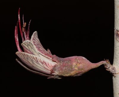 Adenolobus garipensis, photographed by Brian du Preez