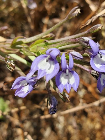 Downingia elegans, photographed by Ellen Watrous