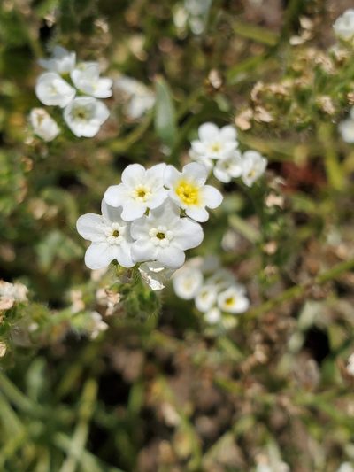 Plagiobothrys figuratus, photographed by Ellen Watrous