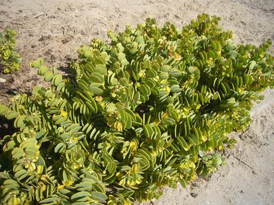 Zygophyllum stapffii, photographed by mojoaxel