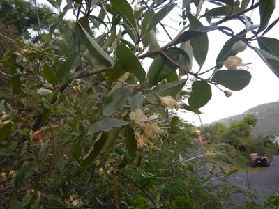 Morisonia indica, photographed by stinger