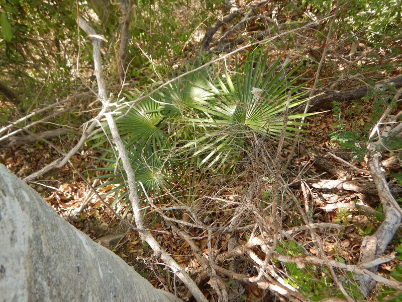 Coccothrinax alta, photographed by stinger