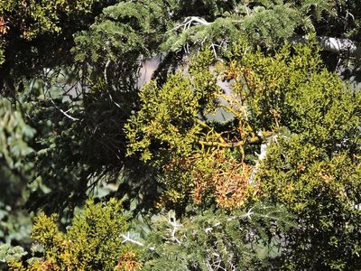 Phoradendron pauciflorum, photographed by cwwood