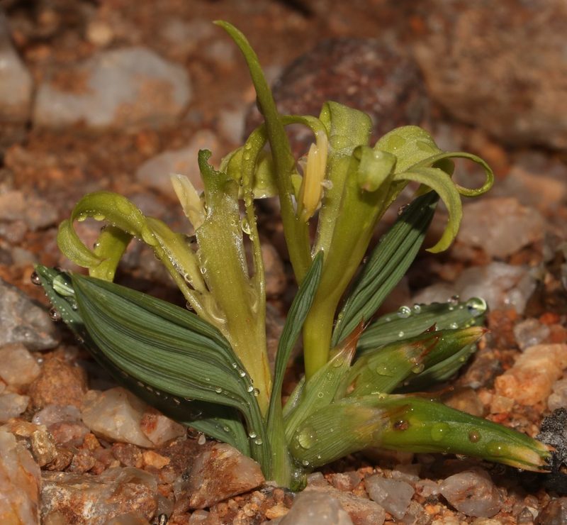 Babiana horizontalis, photographed by Brian du Preez