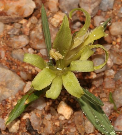 Babiana horizontalis, photographed by Brian du Preez