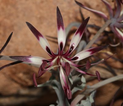 Ornithoglossum undulatum, photographed by Brian du Preez