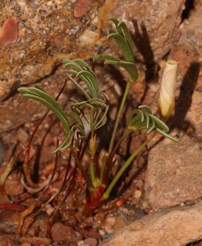 Oxalis flaviuscula, photographed by Brian du Preez