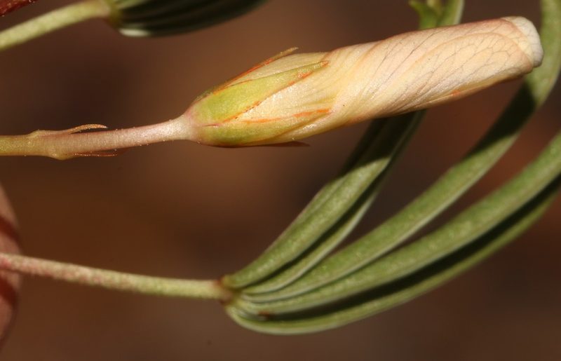 Oxalis flaviuscula, photographed by Brian du Preez