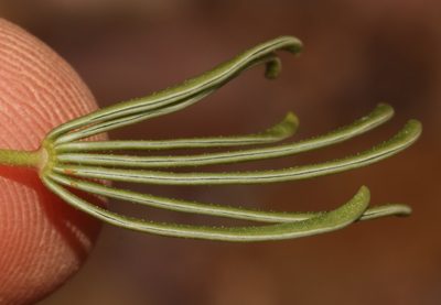 Oxalis flaviuscula, photographed by Brian du Preez