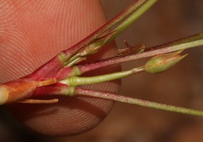 Oxalis flaviuscula, photographed by Brian du Preez