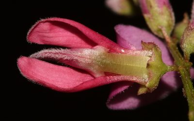Indigofera ernstii, photographed by Brian du Preez