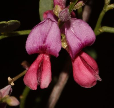 Indigofera ernstii, photographed by Brian du Preez