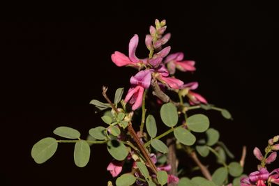 Indigofera ernstii, photographed by Brian du Preez
