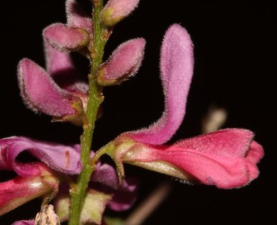 Indigofera ernstii, photographed by Brian du Preez