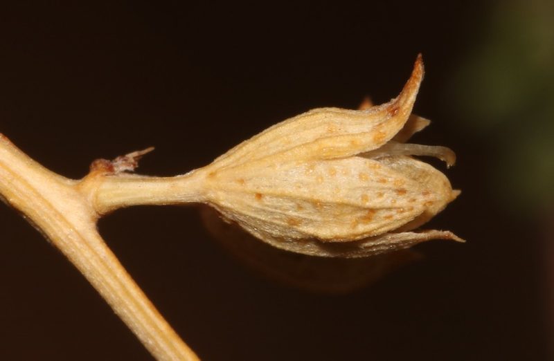 Cullen pustulatum, photographed by Brian du Preez