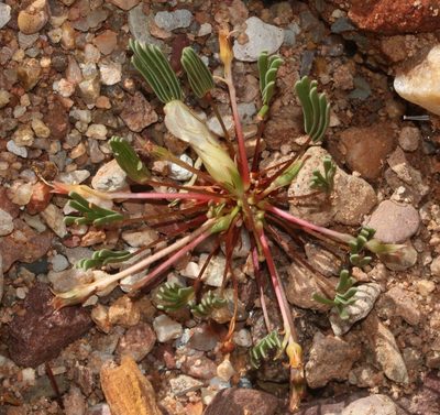 Oxalis flaviuscula, photographed by Brian du Preez