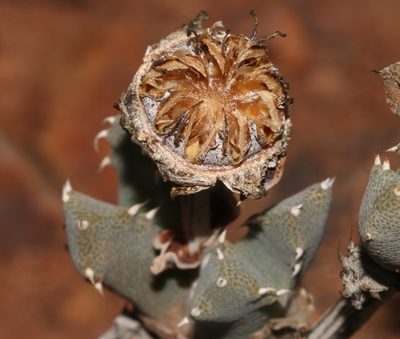 Cheiridopsis spiculata, photographed by Brian du Preez