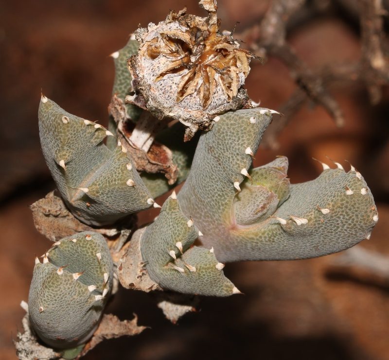 Cheiridopsis spiculata, photographed by Brian du Preez