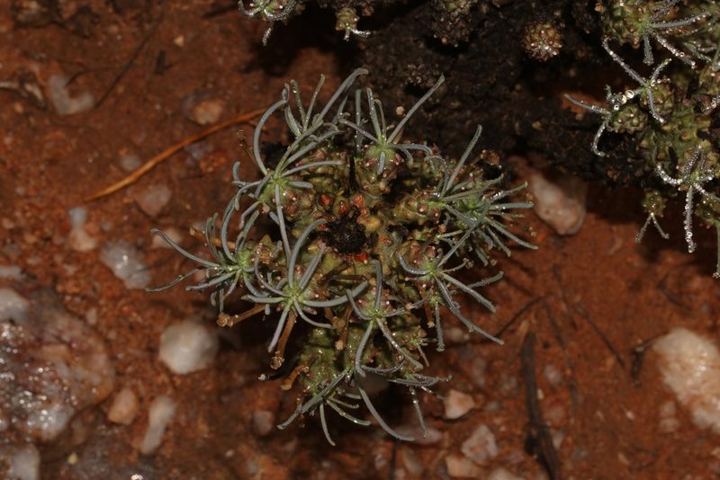 Euphorbia filiflora, photographed by Brian du Preez