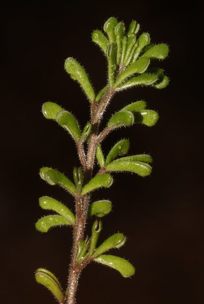 Oxalis crocea, photographed by Brian du Preez