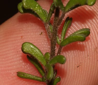 Oxalis crocea, photographed by Brian du Preez