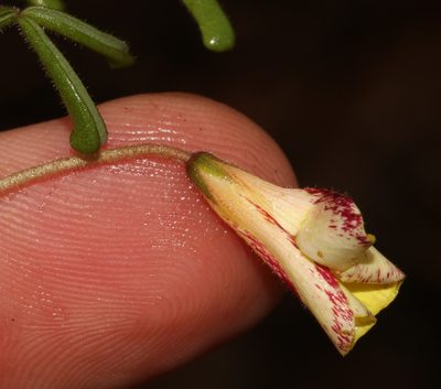 Oxalis crocea, photographed by Brian du Preez