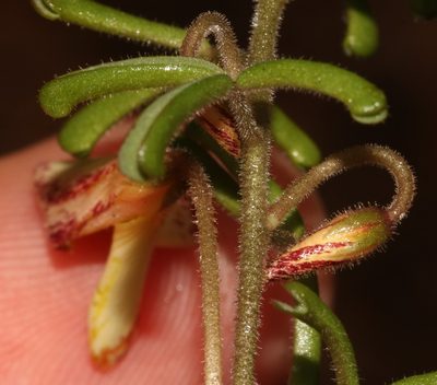 Oxalis crocea, photographed by Brian du Preez