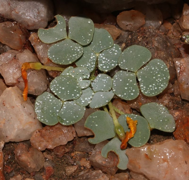 Oxalis sonderiana, photographed by Brian du Preez