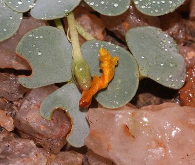 Oxalis sonderiana, photographed by Brian du Preez