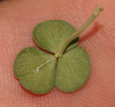 Oxalis sonderiana, photographed by Brian du Preez