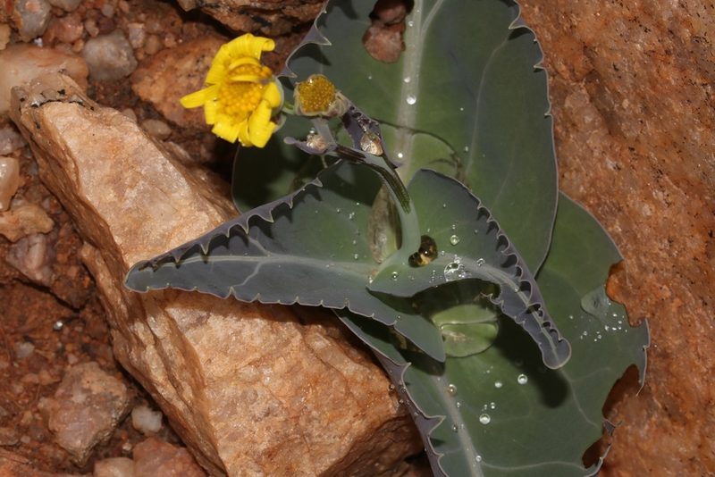 Othonna macrophylla, photographed by Brian du Preez
