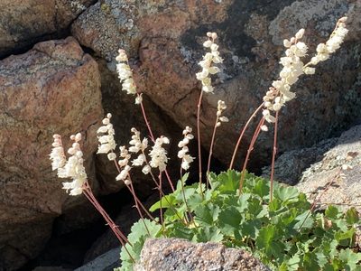 Heuchera hallii, photographed by Steve Taylor