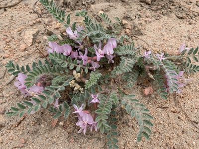 Astragalus parryi, photographed by Steve Taylor