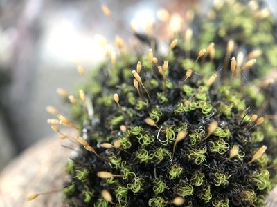 Ptychomitrium polyphyllum, photographed by Andrew Melton