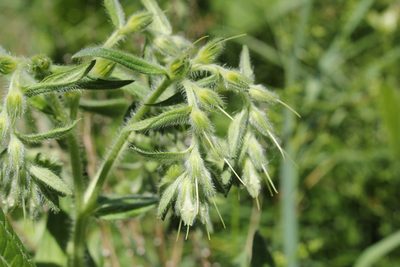 Lithospermum parviflorum, photographed by Quinten Wiegersma