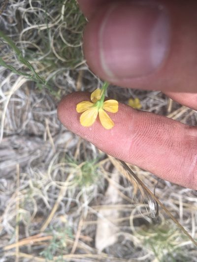 Linum australe, photographed by Trystan Harpold
